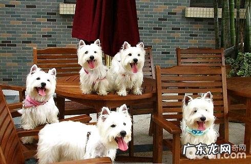 西高地白梗犬不正确的饲养方法,你中了好多个?
