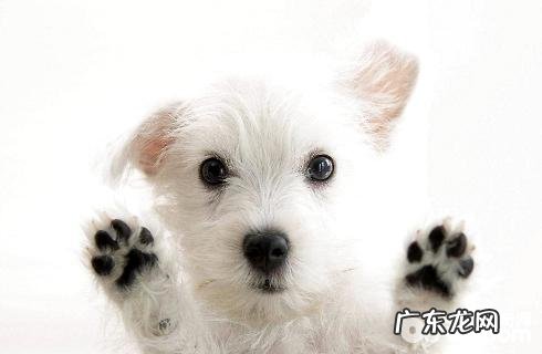 西高地白梗犬不正确的饲养方法,你中了好多个?