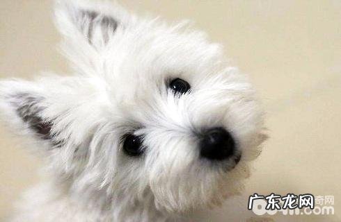 西高地白梗犬不正确的饲养方法,你中了好多个?