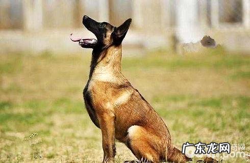 丹麦马犬的价格区段?性情如何?