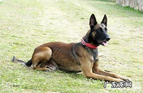 丹麦马犬的价格区段?性情如何?