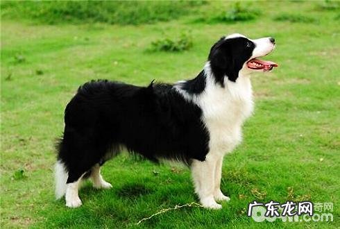 边境牧羊犬多少钱一只?边境牧羊犬的价钱