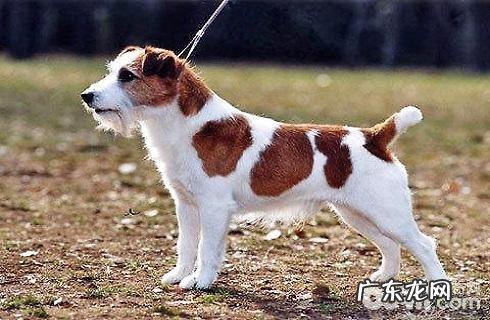 杰克罗素梗吃什么狗粮?杰克罗素梗喂养