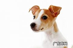 杰克罗素梗吃什么狗粮？杰克罗素梗喂养