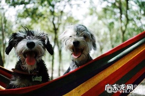 狗狗不吃东西竟然是这一缘故?