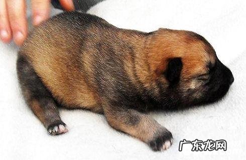 小狗狗刚进家新要怎么渡过怀孕危险期?