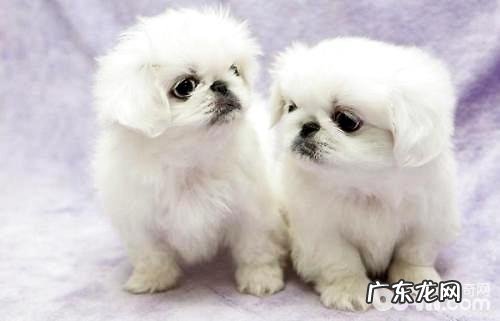 京巴犬为何没有人养了?京巴犬怎么样养