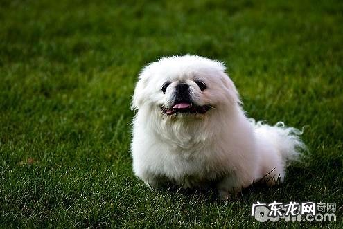 京巴犬为何没有人养了?京巴犬怎么样养