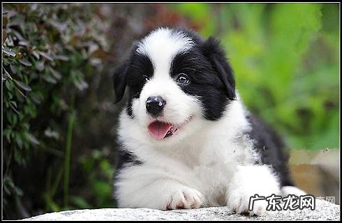 狗狗不能吃的物品全集?