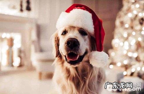 狗狗不能吃的物品全集？