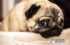 狗狗怎么养？狗的生活生长习性详细介绍