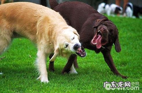 小狗喂养知识，每日并不是给狗浇浇灌就好了？