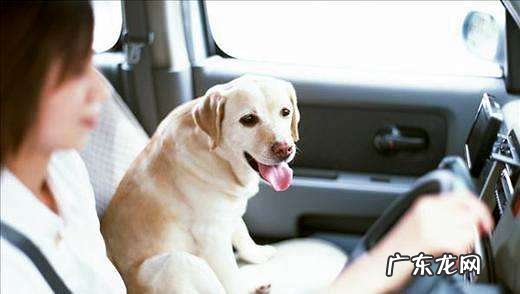 小狗喂养知识，每日并不是给狗浇浇灌就好了？