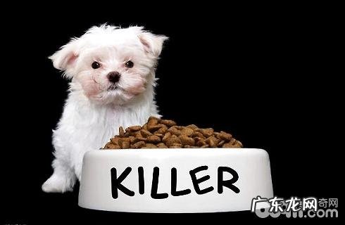 12月内的幼狗该怎么饲养?