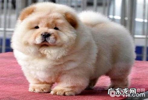 松狮为何不宜家里养？别养松狮的十大原因