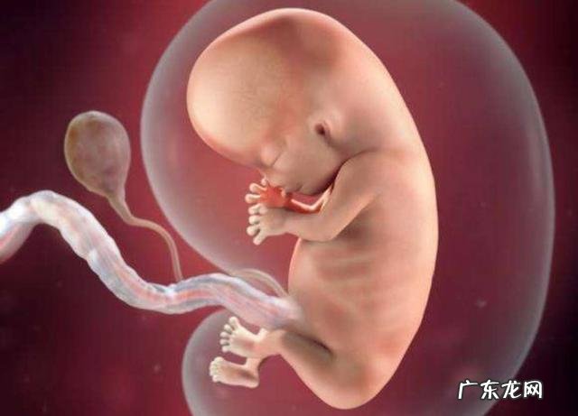 怀孕20周的胎儿有多重多长？孕5个月的胎儿开始胎动了吗？