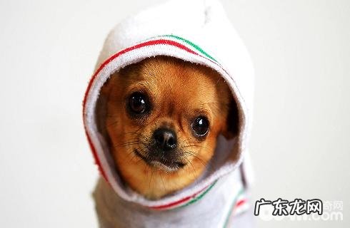 吉娃娃性格如何？聪慧吗？