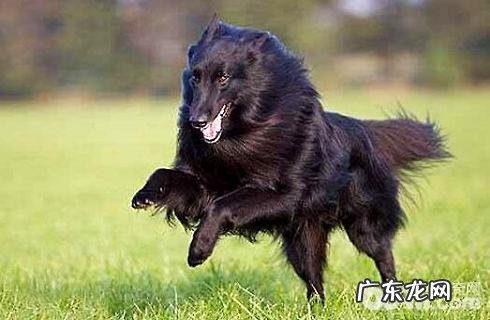 丹麦德牧犬性情好么？价格多少能买？