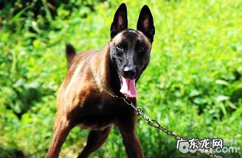 丹麦德牧犬性情好么？价格多少能买？