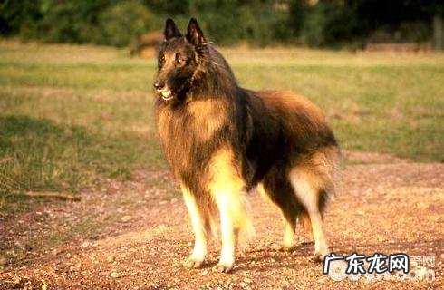 丹麦德牧犬性情好么？价格多少能买？