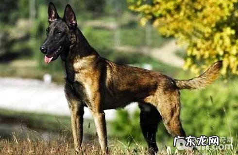 丹麦德牧犬性情好么？价格多少能买？