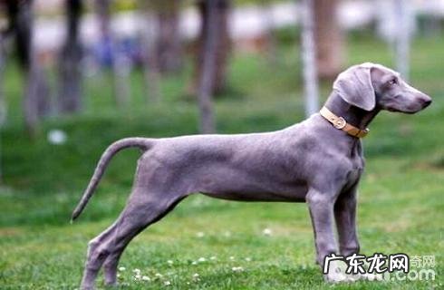 波音达猎犬的选择规范是啥？