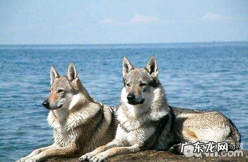 全球最贵的狗狗排行榜，你了解什么？