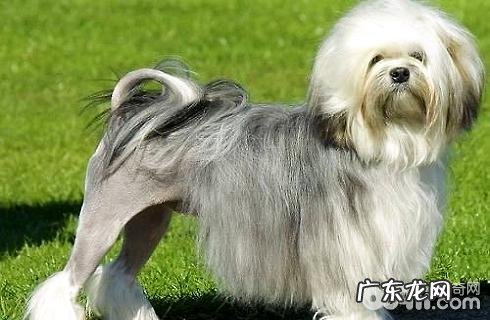 全球最贵的狗狗排行榜，你了解什么？