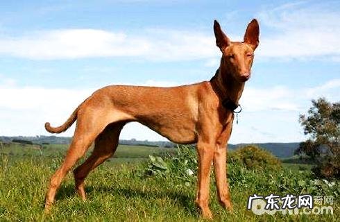 全球最贵的狗狗排行榜，你了解什么？