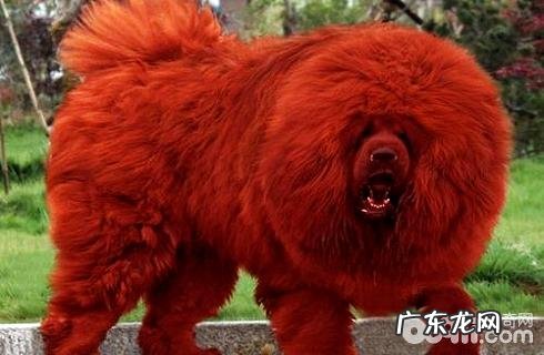 全球最贵的狗狗排行榜，你了解什么？