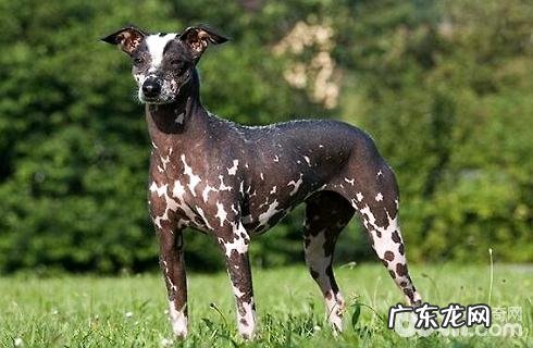 全球最贵的狗狗排行榜，你了解什么？