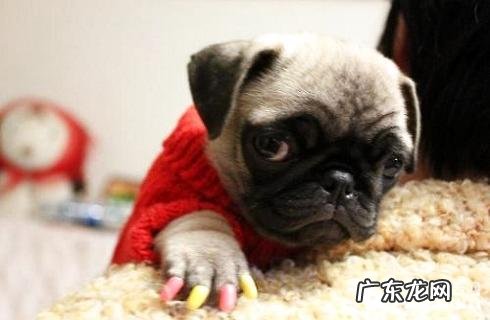 小狗必须带指甲套吗?狗带指甲套有什么作用?