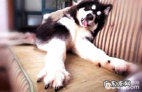 小狗必须带指甲套吗?狗带指甲套有什么作用?