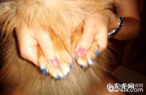 小狗必须带指甲套吗?狗带指甲套有什么作用?