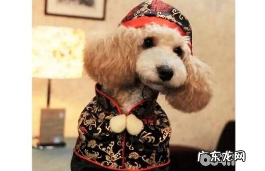 该怎么给小狗取名字?叫什么呢?