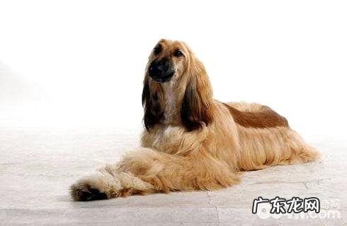 阿富汗猎犬好养吗？要怎么养？