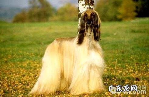 阿富汗猎犬好养吗？要怎么养？