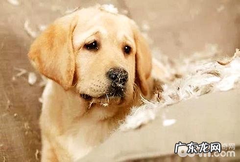 家中养宠物的伤害有什么?家中养宠物的十大弊端