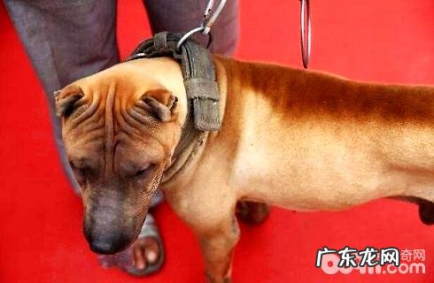 沙皮狗有两个种类区别你清楚吗?