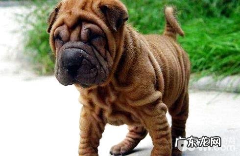 沙皮狗有两个种类区别你清楚吗?