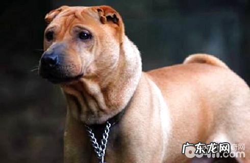 沙皮狗有两个种类区别你清楚吗?