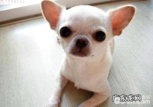 小鹿犬和吉娃娃哪家好?小鹿犬和吉娃娃的差别