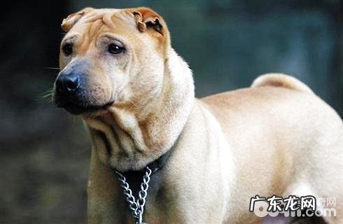 骨嘴沙皮和肉嘴沙皮有什么不同?骨嘴沙皮和肉嘴沙皮比照