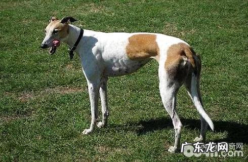 灵缇犬性格特征？灵缇犬详细介绍