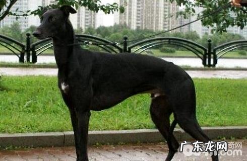 灵缇犬性格特征？灵缇犬详细介绍