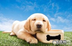 金毛幼犬何时断奶后？