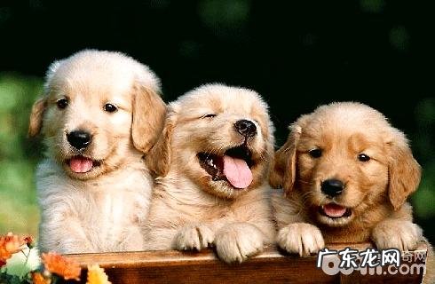 金毛幼犬何时断奶后?