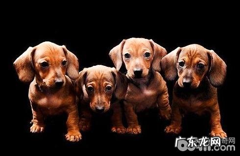 迷你腊肠犬好养吗?迷你腊肠犬喂养
