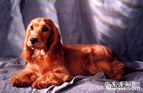 美国可卡和英国可卡犬的差别是啥?