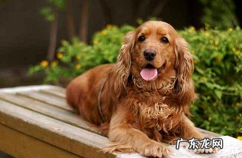 美国可卡和英国可卡犬的差别是啥?